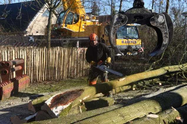 Bomen rooien in Philipine