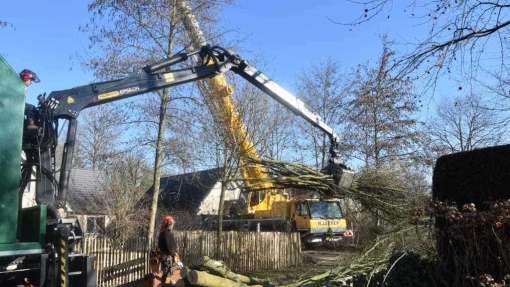 Bomen rooien in Philipine