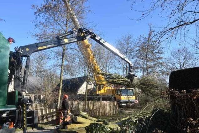 Bomen rooien in Philipine