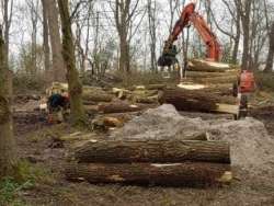 Bomen kappen Mill