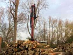 Bomen kappen Maria hout