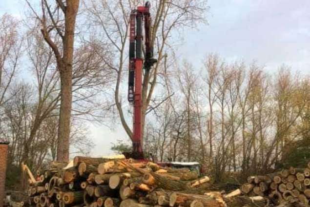 Populieren bomen kappen Woensdrecht 