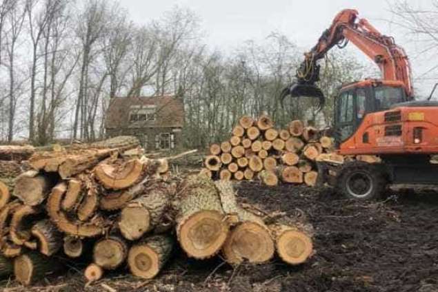 bomen rooien