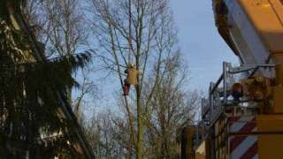 Bomen rooien in Rijen