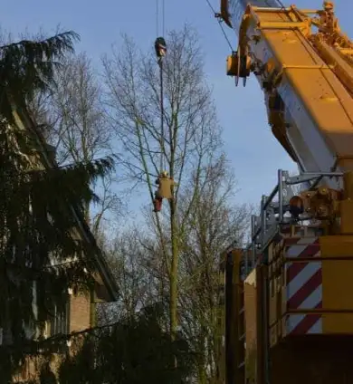 images/001-tuinaanleg-ettenleur/rijen/Boom-kappen-rijen-390x424-576