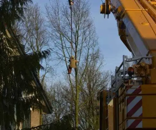 images/001-tuinaanleg-ettenleur/rijen/Boom-kappen-rijen-510x424-46b