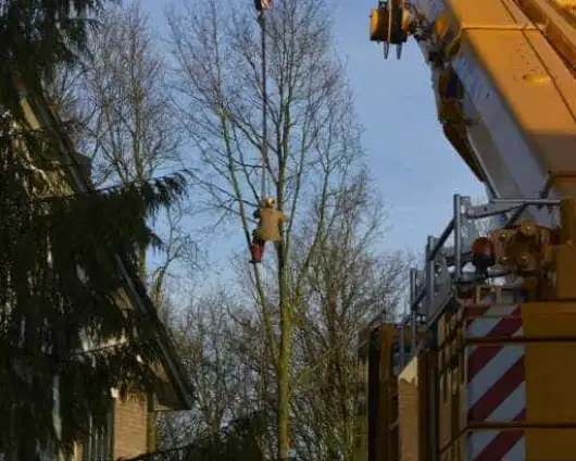images/001-tuinaanleg-ettenleur/rijen/Boom-kappen-rijen-530x424-b47