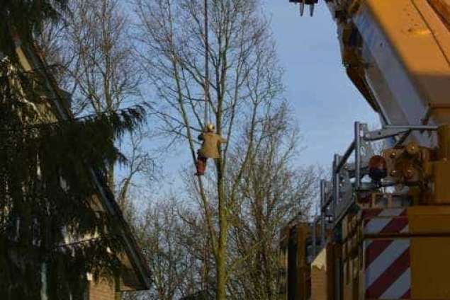 Bomen rooien in Rijen