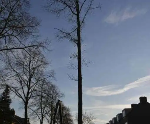 images/001-tuinaanleg-ettenleur/rijen/Boom-rooien-510x424-46b
