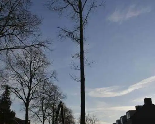 images/001-tuinaanleg-ettenleur/rijen/Boom-rooien-530x424-b47