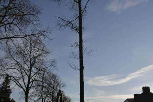 Bomen rooien in Rijen