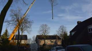 Bomen rooien in Rijen