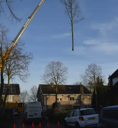 images/001-tuinaanleg-ettenleur/rijen/Boom-rooien-rijen-390x424-45b
