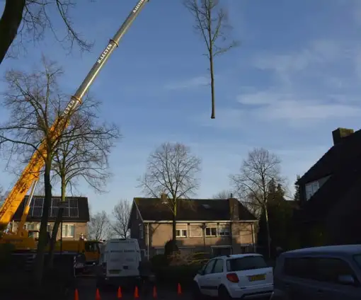 images/001-tuinaanleg-ettenleur/rijen/Boom-rooien-rijen-510x424-6bf