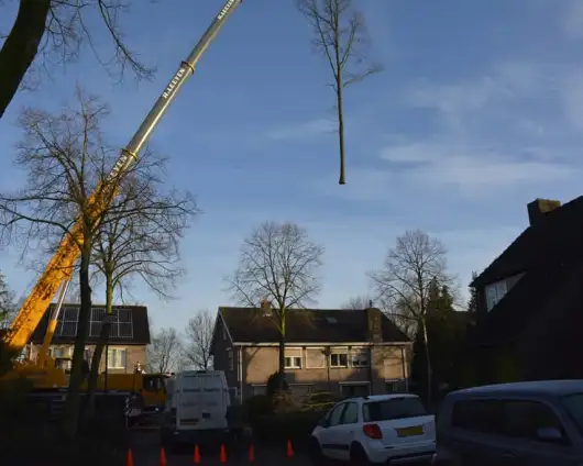 images/001-tuinaanleg-ettenleur/rijen/Boom-rooien-rijen-530x424-1df