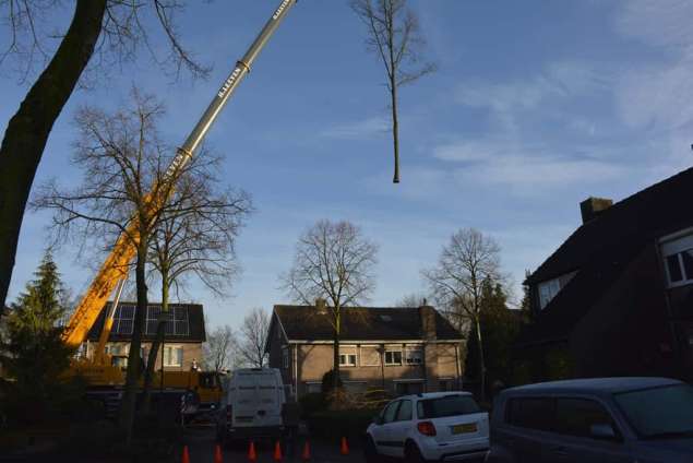 Bomen rooien in Rijen