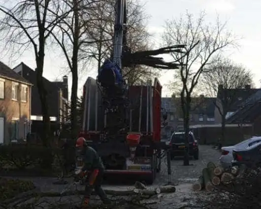 images/001-tuinaanleg-ettenleur/rijen/Eik-verwidjeren-Riel-530x424-b47