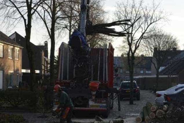 Bomen rooien in Rijen