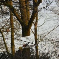 images/001-tuinaanleg-ettenleur/rijen/Kappen-boom-Amsterdam-200x200-f45