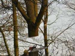 Bomen rooien in Rijen