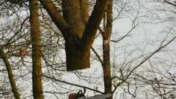 images/001-tuinaanleg-ettenleur/rijen/Kappen-boom-Amsterdam-257x145-7f6