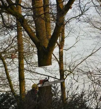 images/001-tuinaanleg-ettenleur/rijen/Kappen-boom-Amsterdam-390x424-93a