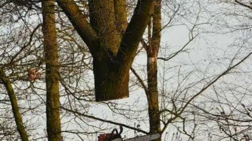 images/001-tuinaanleg-ettenleur/rijen/Kappen-boom-Amsterdam-510x287-46c