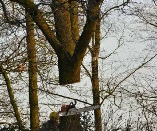 images/001-tuinaanleg-ettenleur/rijen/Kappen-boom-Amsterdam-510x424-bfc