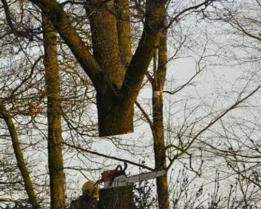 images/001-tuinaanleg-ettenleur/rijen/Kappen-boom-Amsterdam-530x424-29a