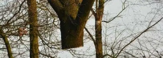 images/001-tuinaanleg-ettenleur/rijen/Kappen-boom-Amsterdam-550x197-45e