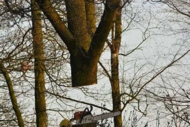 images/001-tuinaanleg-ettenleur/rijen/Kappen-boom-Amsterdam-635x424-762