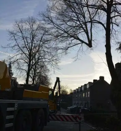 images/001-tuinaanleg-ettenleur/rijen/Slopen-boom-rijen-390x424-93a