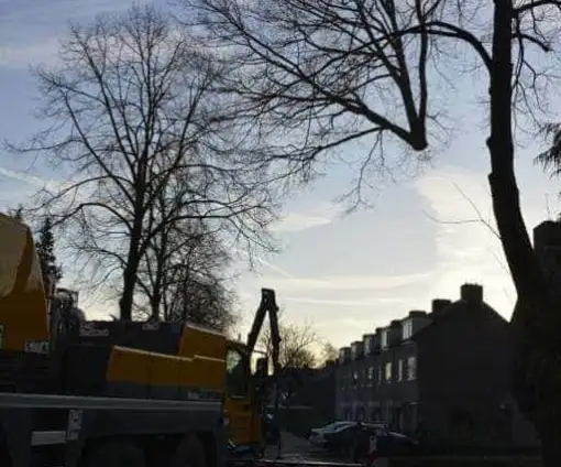 images/001-tuinaanleg-ettenleur/rijen/Slopen-boom-rijen-510x424-bfc