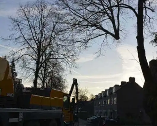 images/001-tuinaanleg-ettenleur/rijen/Slopen-boom-rijen-530x424-29a