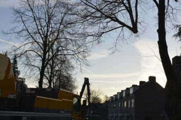 Bomen rooien in Rijen