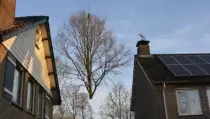 images/001-tuinaanleg-ettenleur/rijen/Toppen-van-bomen-rijen-210x119-6bf