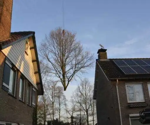 images/001-tuinaanleg-ettenleur/rijen/Toppen-van-bomen-rijen-510x424-bfc