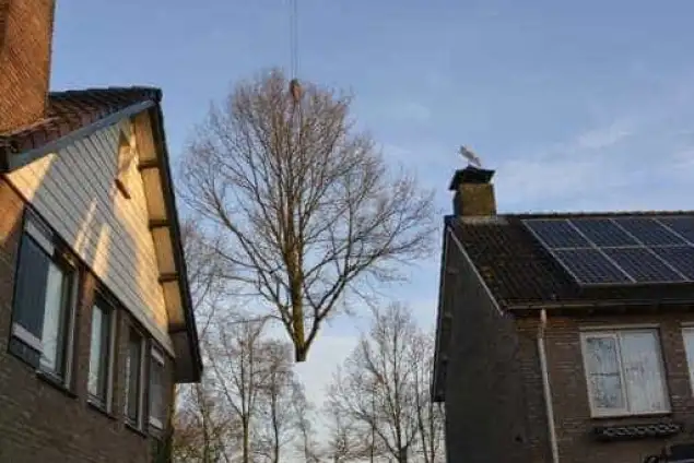 images/001-tuinaanleg-ettenleur/rijen/Toppen-van-bomen-rijen-635x424-762