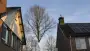 images/001-tuinaanleg-ettenleur/rijen/Toppen-van-bomen-rijen-90x51-355