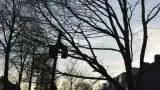 images/001-tuinaanleg-ettenleur/rijen/boom-kap-Rijen-160x90-a6e