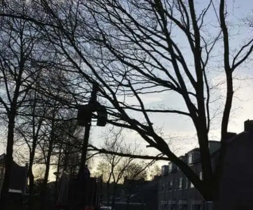 images/001-tuinaanleg-ettenleur/rijen/boom-kap-Rijen-510x424-46b