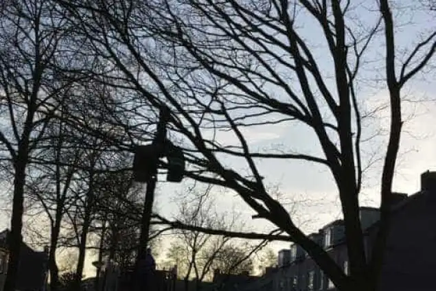 images/001-tuinaanleg-ettenleur/rijen/boom-kap-Rijen-635x424-f73