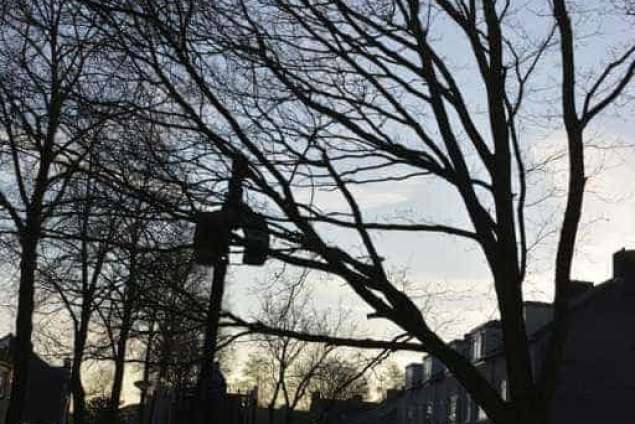 Bomen rooien in Rijen