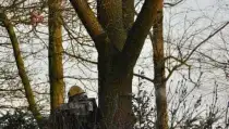 images/001-tuinaanleg-ettenleur/rijen/breda-boom-kap-210x119-577