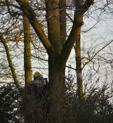 images/001-tuinaanleg-ettenleur/rijen/breda-boom-kap-390x424-576