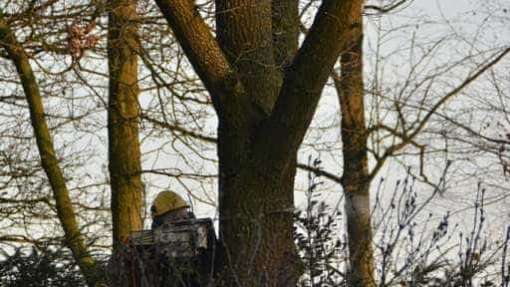 Bomen rooien in Rijen