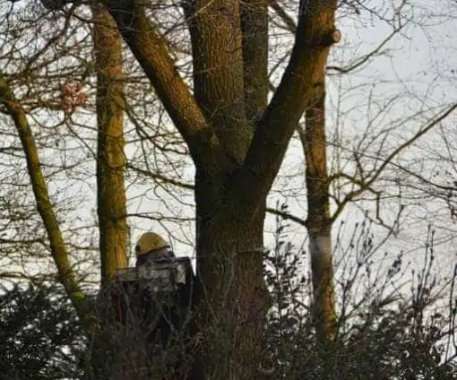 images/001-tuinaanleg-ettenleur/rijen/breda-boom-kap-510x424-46b