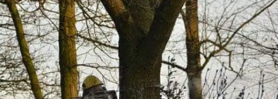 images/001-tuinaanleg-ettenleur/rijen/breda-boom-kap-550x197-150