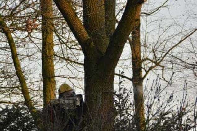 Bomen rooien in Rijen