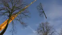 images/001-tuinaanleg-ettenleur/rijen/kap-boom-210x119-d11